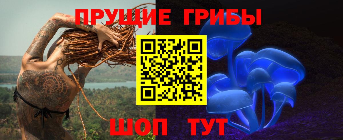 Псилоцибиновые грибы Psilocybe Новозыбков